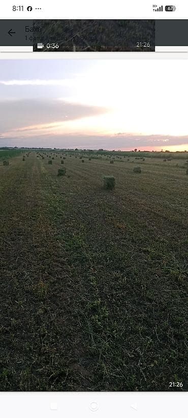куры несушки: Эспарцет 200 тюк с поля 70 -80 кара беде 200 дон берем озунор жуктоп — 1