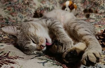 Продажа кошек: Отдам кошечку — 6