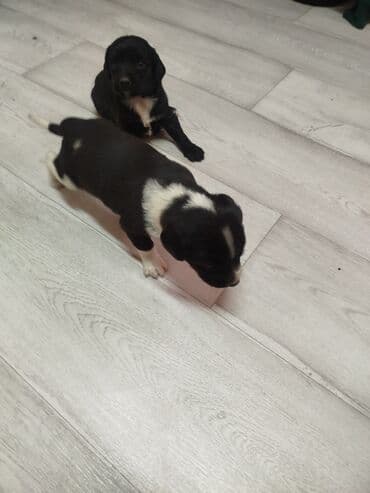 карманные собаки: Щенки, черно-белый и черный окрас - Возраст: малыши, только начинают — 1