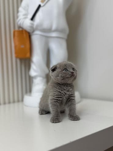 шотландская кошка бишкек: Скотиш Фолд (Шотландская вислоухая), 2 месяца, Девочка, Голубой, Приучена к лотку, Проглистована — 3