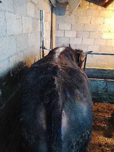 сколько стоит сиамские кошки: Продаю | Бык (самец) | На откорм | Привязанные — 2