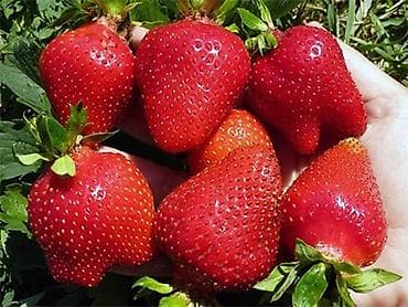 скупка клубника: Саженцы клубники Альбион с очень хорошей корневой системойсорт — 5