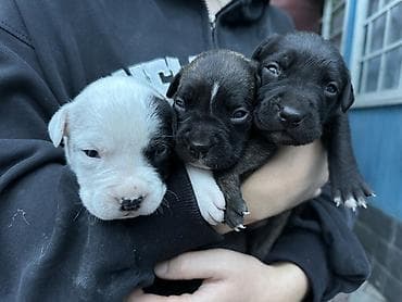🐶 Продаются щенки породы питбуль 🐶 Предлагаются к продаже красивые