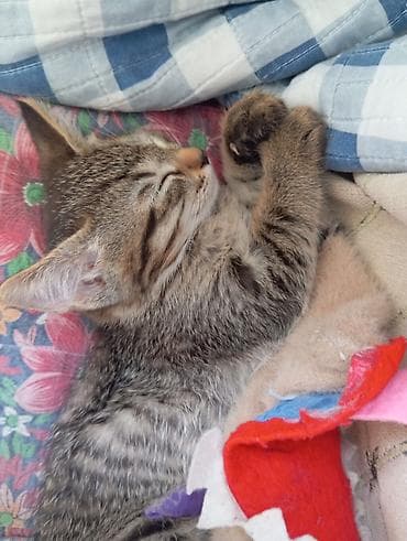 Кошки: Игривая полосатая кошечка (котёнок) - Окрас: тигровый табби — 2