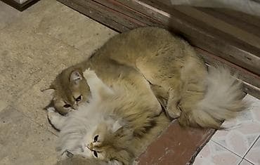 британские котята цена: Британская короткошёрстная, 2 месяца, Девочка, Золотая шиншилла, Приучена к лотку, Проглистована, С документами — 7