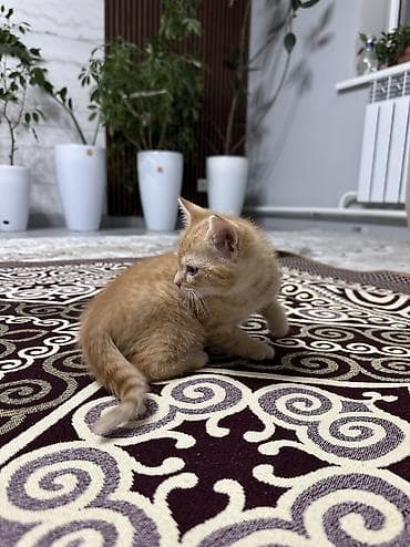 лоток для котенка: Отдам в хорошие руки, котят! Есть 2 мальчика! К лотку приучены! — 4