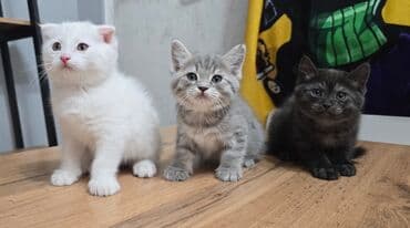 продаю тюк: Продаются котята шотланской породы — 9