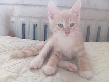 наполнител: Кошка даром: Беспородная, Мальчик — 1