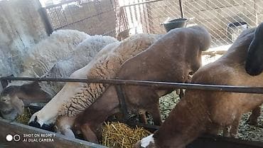 төө куш: Сатам | Кочкор (эркек) | Союуга — 5