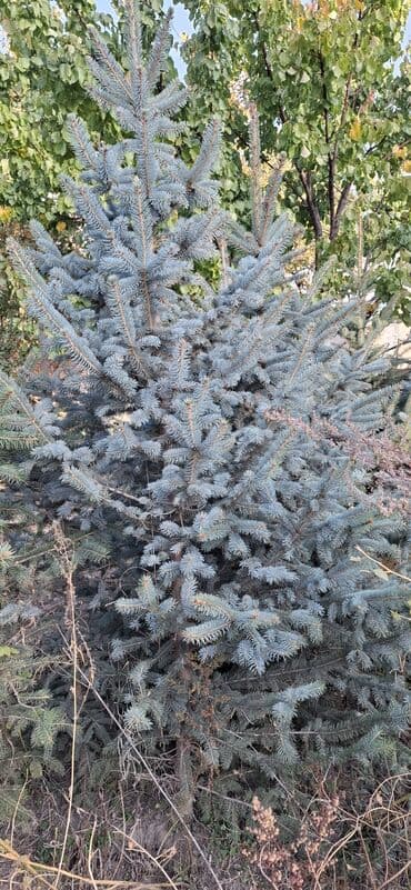 аэратор для газона: Саженцы деревьев: Ели — 3