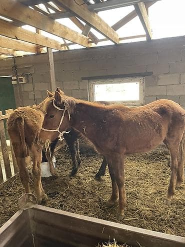 Продаю | Жеребенок | Для разведения | Племенные