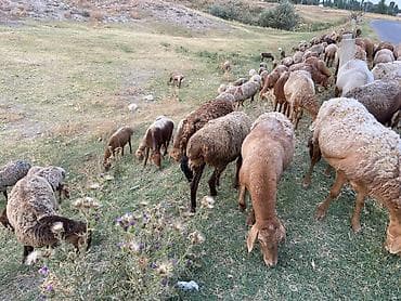 бараны аршан: Продаю | Овца (самка) | Гиссарская, Полукровка, Арашан | На забой, Для разведения — 3