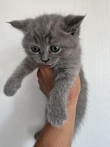 Животные: 🐾 Шотландские вислоухие котята (Scottish Fold) 🐾 Продаются — 4