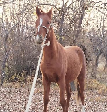 узи аппарат для животных: Продаю | Жеребенок | Конный спорт — 1