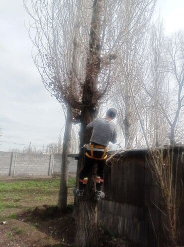 цены на строительные работы в бишкеке 2022: Услуги арбориста обследование дерева и экспертная оценка его — 3