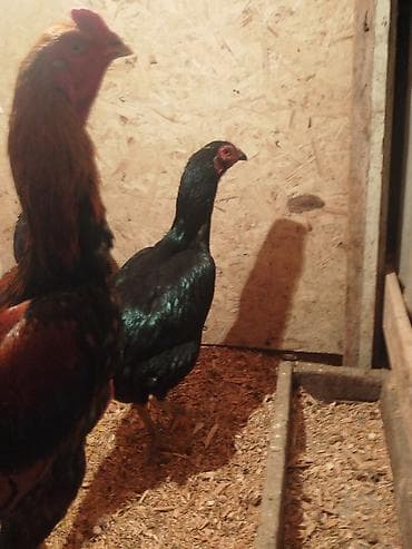 цыплята беловодск: Продаю | Куры — 6