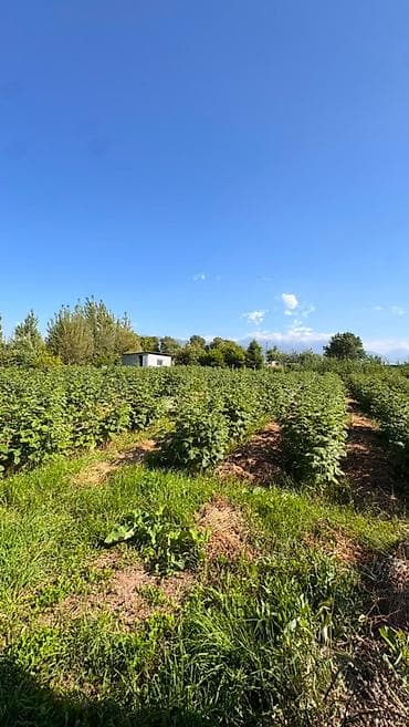 дом новопокровка: 21 соток, Для строительства, Красная книга, Тех паспорт, Договор купли-продажи — 9