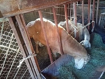 корм для собак купить: Продаю | Овца (самка) | Для разведения | Ярка — 1