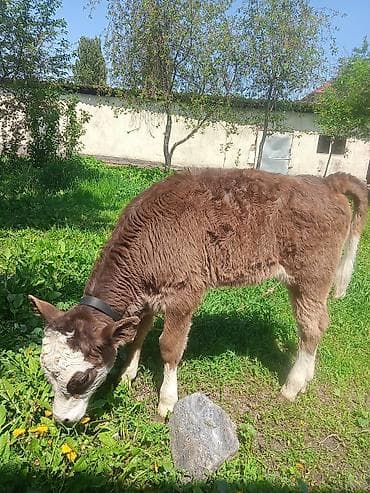 кошка домашняя: Продаю | Бык (самец) | Полукровка | На откорм | Привязанные — 2