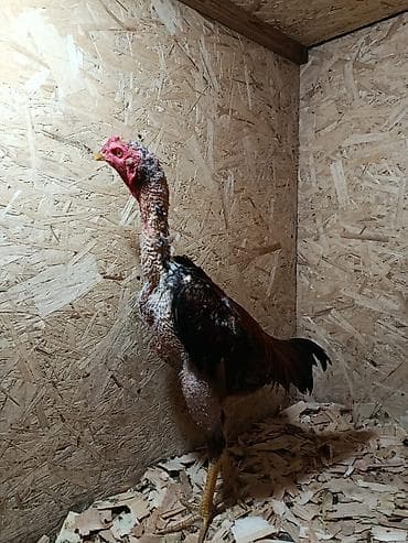 бенгальские кошки бишкек: Продаю | Куры — 5