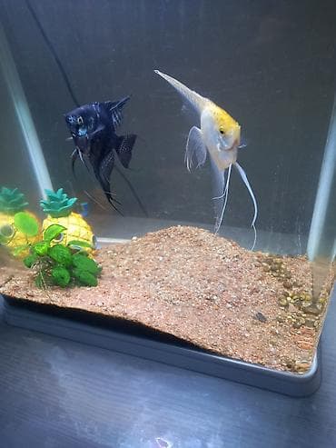 светильник для аквариума: Аквариум Xilong с крышкой и подсветкой. Вместе рыбами и растением — 1