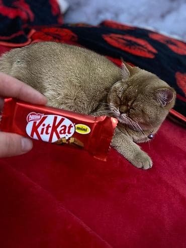 Британская короткошёрстная, 11 месяцев, Мальчик, Золотая шиншилла, Приучена к лотку, Проглистована, С документами