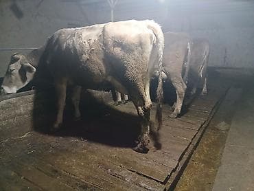 айрширская порода коров цена: Продаю | Корова (самка), Бык (самец) | Швицкая — 6