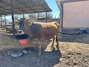добрый корова: Продаю | Корова (самка) | Для молока | Привязанные — 1