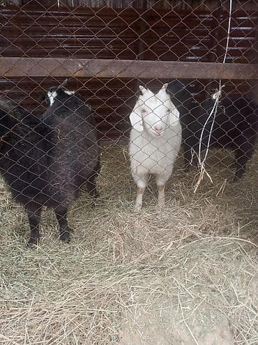 шатланский кошка: Продаю | Козлёнок | Для разведения — 2