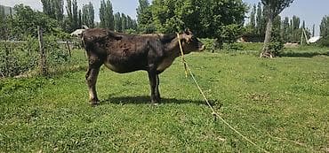 отдам в хорошие руки породистых котят: Продаю | Корова (самка), Бык (самец), Тёлка | Алатауская | Для разведения, Для молока | Племенные — 3