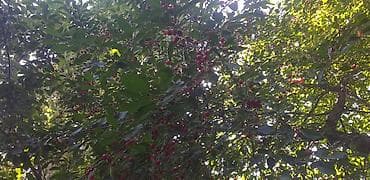 кукуруза мача: Вишня Оптом, Самовывоз — 4