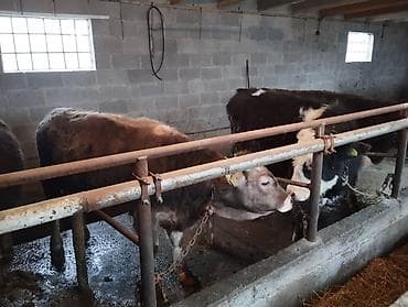 Другие животные: Продаю | Бык (самец) — 8