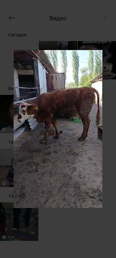 драбилка кду 2: Сатам | Уй (ургаачы), Музоо | Швиц, Симментал | Көбөйтүү үчүн, Сүт алуу үчүн | Музоологондон кийин — 7