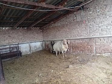 Собаки: Продаю | Баран (самец) | На забой — 4