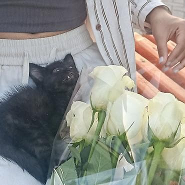 новорожденный котенок: 2 месяца, Девочка, С прививками — 3