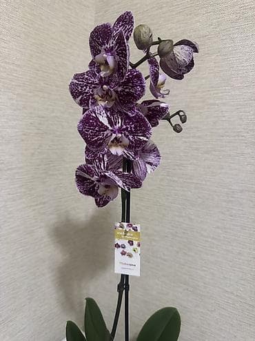 сколько стоят орхидеи: Орхидеи сортовые в наличии.Биг липы,каменная роза,ароматная орхидея — 2