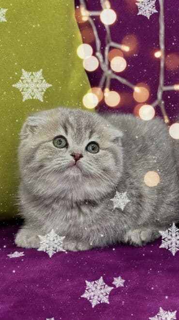 Продаются котята шотландской породы Только в нашем питомнике Все