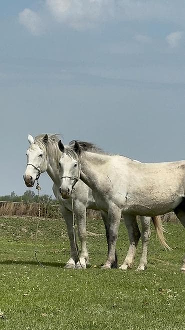 лучший ветеринар бишкек: Продаю | Кобыла (самка) | Рабочий — 7