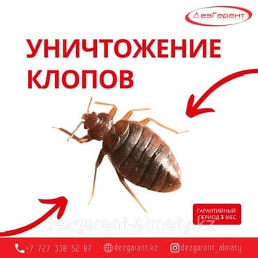 уничтожение клоп блох: Дезинфекция, дезинсекция, | Тараканы, Блохи, Вирусы, микробы, | Дома, Офисы, Подвал, погреб — 6