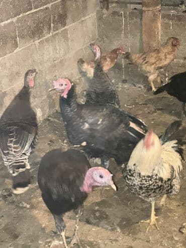 кошка рэгдолл: Продаю | Индюк (самец) | Для разведения | Племенные — 9