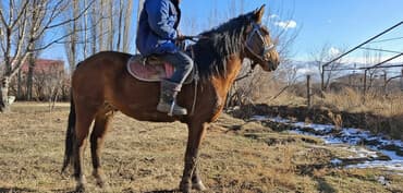 форма животных: Асый, улакка чыкан эмес, уйурдо жургон уйурго гарантия 💯,бойу 158 — 2