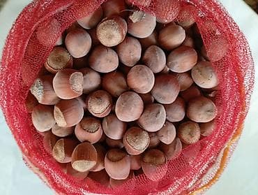 Продаю орех Фундук ( лесной орех ) . Цена 1200 за 1 кг, всего есть 6,2