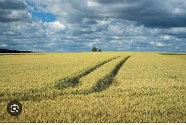 АРЕНДАГА ЖЕР ПОЛЯ БЕРЕМИН НАРЫН ЖУМГАЛ ТУГОЛСАЙ АЙЫЛЫНАН ЭГИН ЭККЕНГЕ