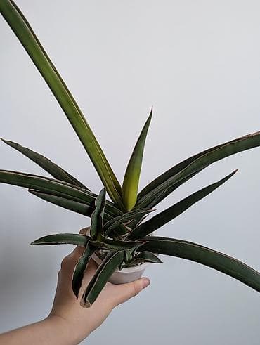 монстера альба цена: В продаже комнатные растения в г. Бишкек. 1) Сансевьерия сортовая - — 1