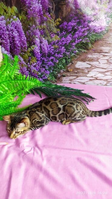 новорожденные котята: Бенгальские Детки .проф питомник Бен Гла Мур. предлагает Девочек и — 14