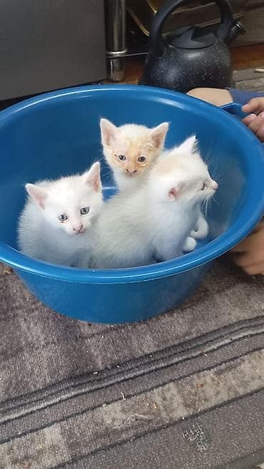 Животные: Котята и кошка кремово-белого окраса. - Помёт из трёх котят: два — 1