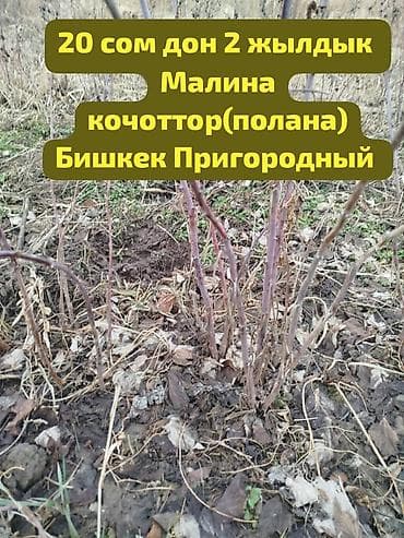 клубника тепличная: Саженцы ремонтантной малины ПОЛАНА - Сортова́я ремонтантная малина с — 6