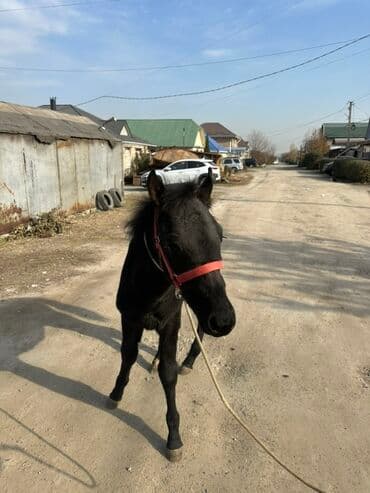 Кемирүүчүлөр: Сатам | Тай | Ат спорту — 2