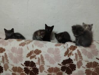 усыпление животных бишкек: Котята в добрые и ответственые руки. Кушают домашнюю еду. Кашку — 15