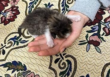 кошки сиямские: Отдадим котенка в хорошие и добрые руки!Нашли в городе возле — 2